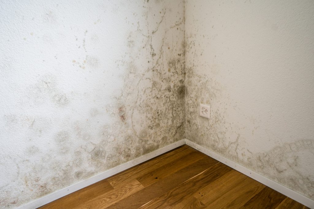 Difference Between Mildew And Mold